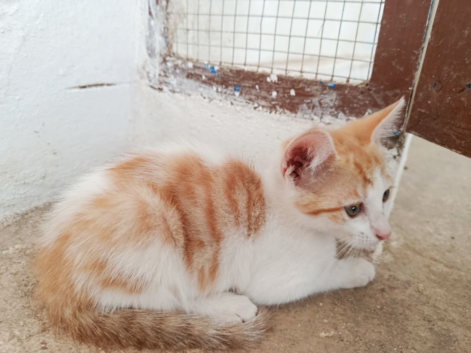 Gatinha bebé para adoção
