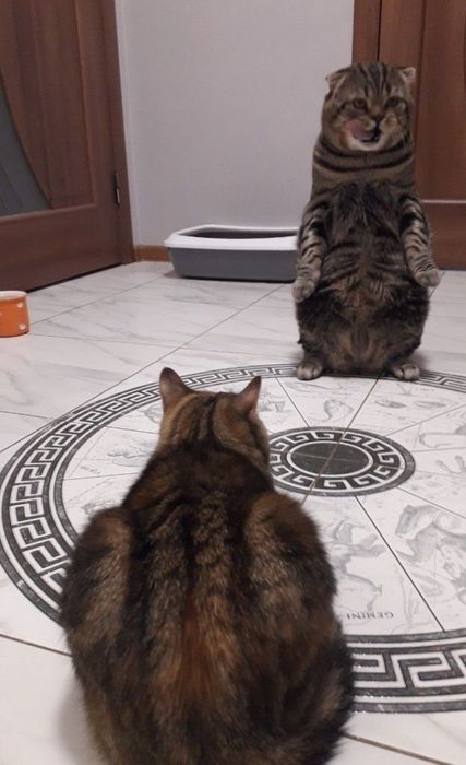 Вязка кота Кіт шукає наречену