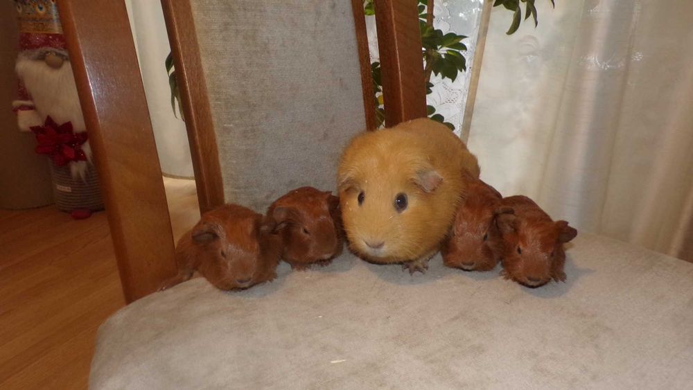 świnki  morskie rasowe gładkie  CREME, RUDE