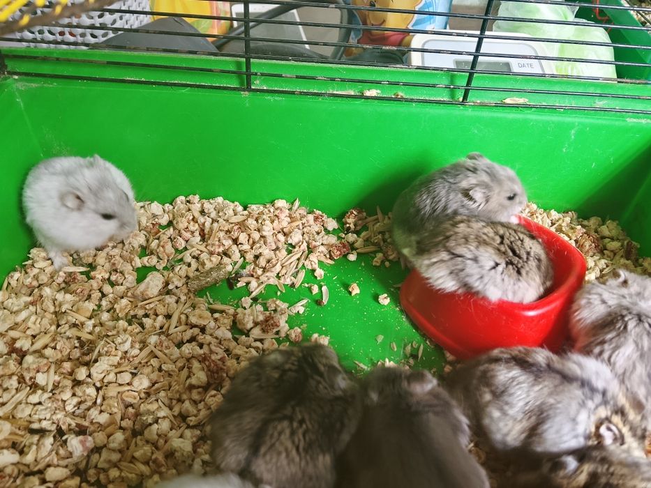 Джунгарский хомяк