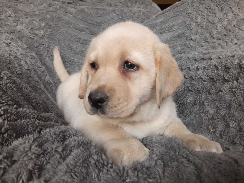 Labrador retriever, labradory żółty piesek ZKw P FCI