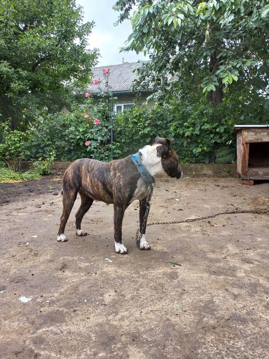 Відам собаку вдобрі руки!