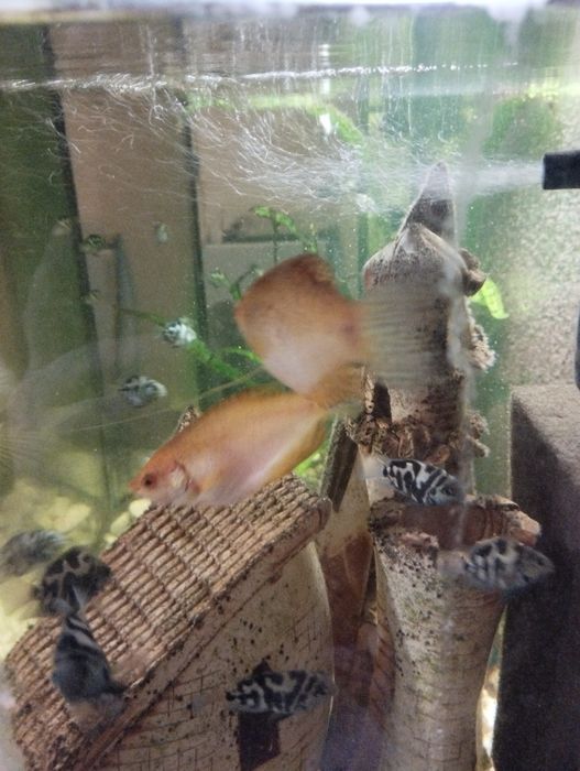 Продам рибу гурамі