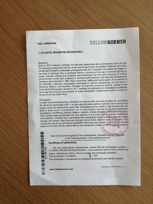 Fotografia - Atlantic Spadefish Schooling