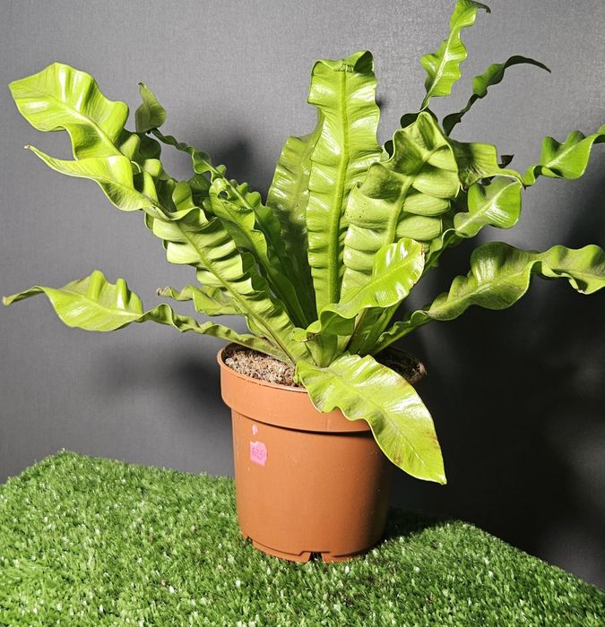 Продам цикас,драцены ,рипсалис,сансевиерию ,асплениум,фикус,замиокульк