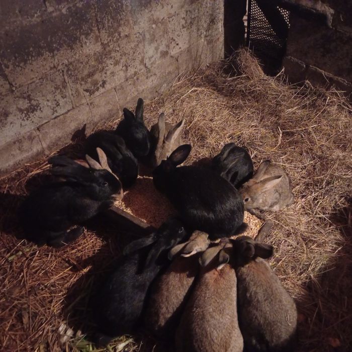 Продаю кроїв що саме вас цікавить самці є білі риже сивіші