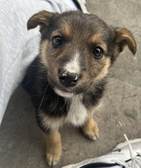 Szczeniak do oddania