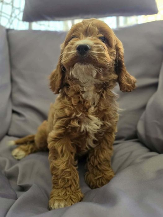 Cockapoo (Cocker spaniel angielski+ Pudel Miniaturowy)