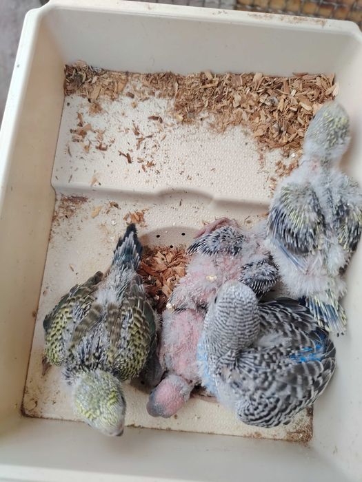 Papuga falista młode do ręcznego karmienia bf bw