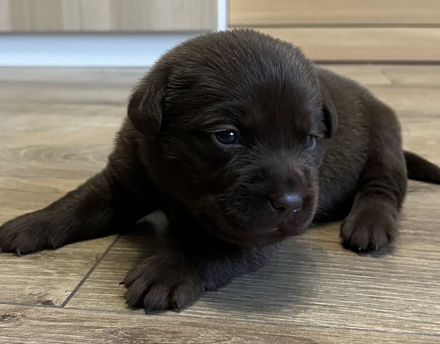 Labrador retriever  czekoladka