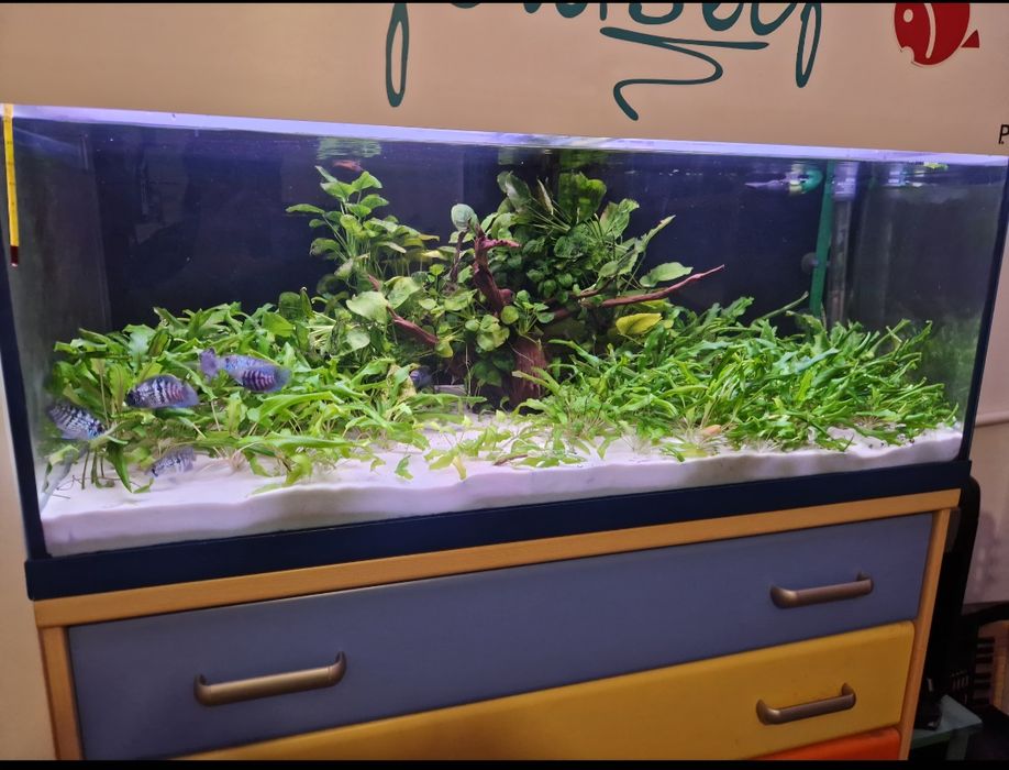 Aquario completo