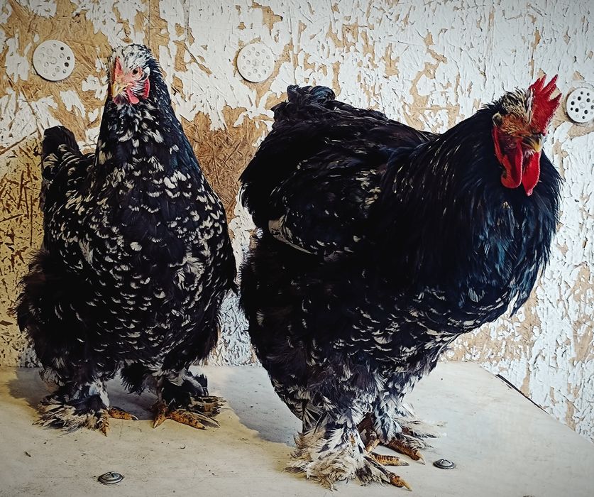 Кохинкины крупной породы инкуб.яйцо