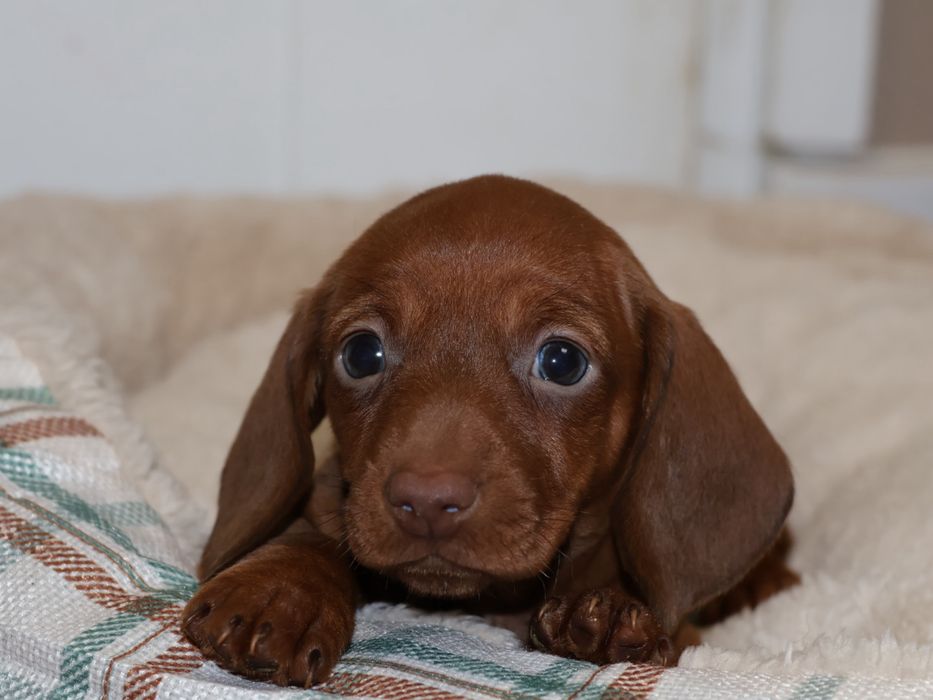 Jamnik Miniaturowy Ruda Suczka