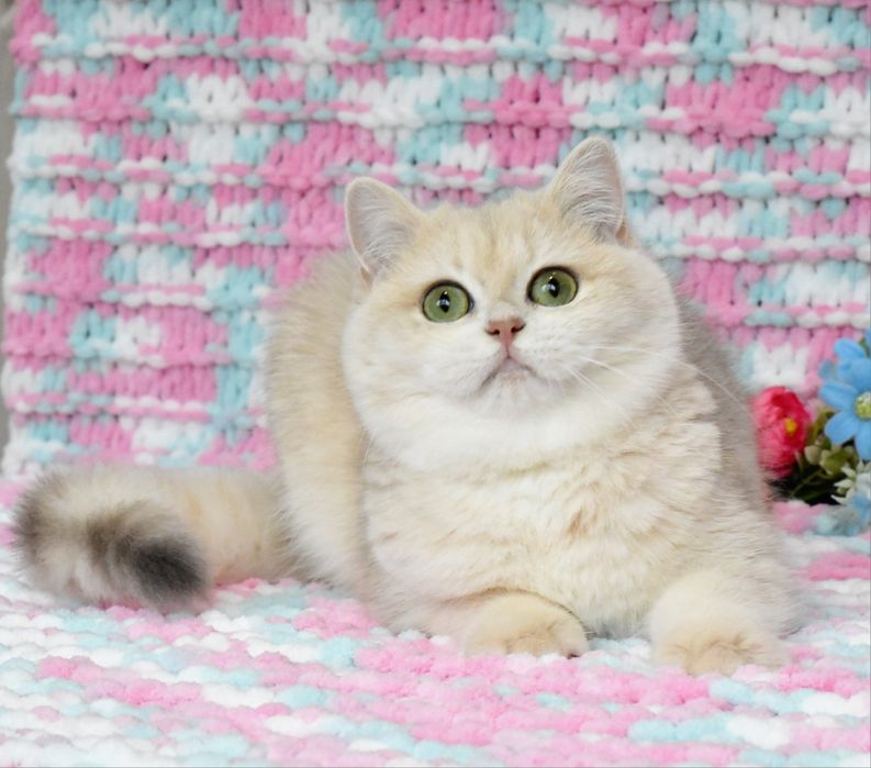 Золотая голубая шиншилла, кошечка , ау12 , продажа