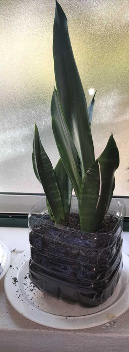 Espadas de São Jorge – Plantas resistentes e purificadoras