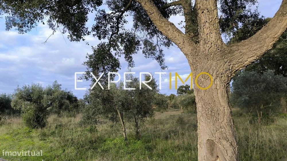 Land in Praia do Ribatejo, 3 minutes from the Tagus River, 13 hectares -...