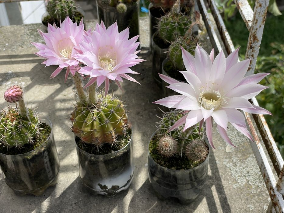 Кактус Echinopsis oxygona та Echinopsis eyriesii