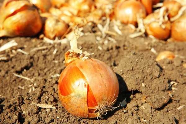 Цибуля штутгарт.