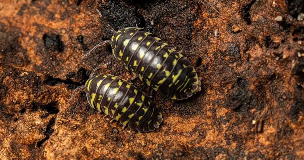 Isopody Armadillidium maculatum “Yellow Zebra”