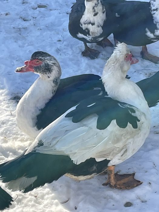 Качки шипуни важкоі лініі