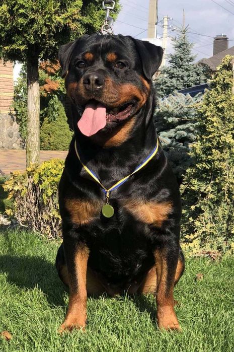 Kennel Iz Vom Haus Honda Fortuna.