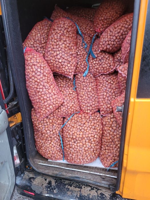 Фундук. Свіжий урожай.  Горіх. Ліщина . Орех