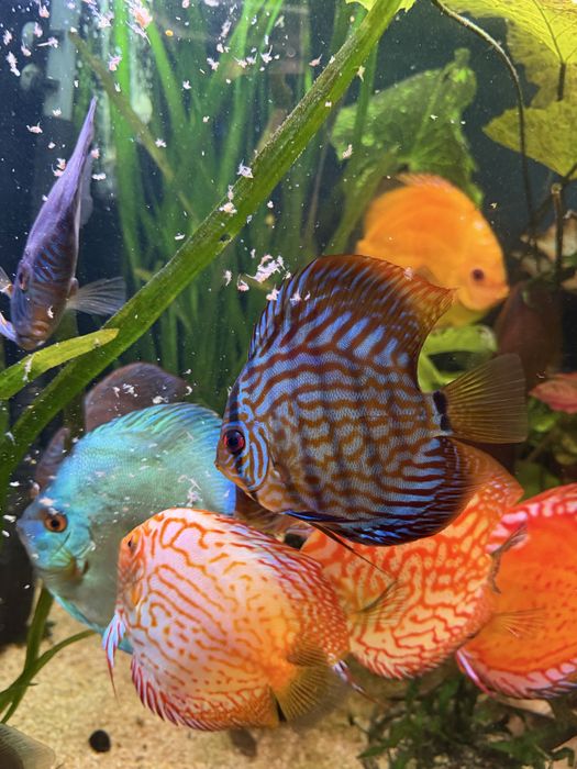 Paletka red turkus Dyskowce