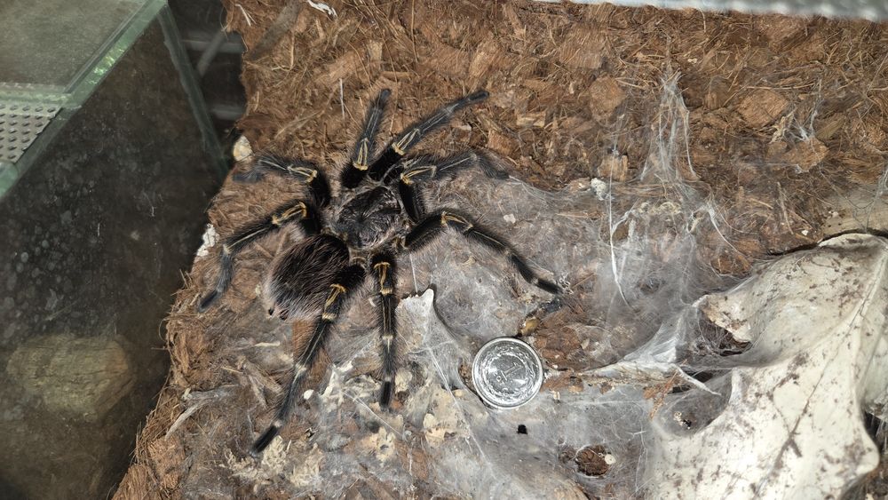 Grammostola pulchripes Ptasznik Złotokolanowy