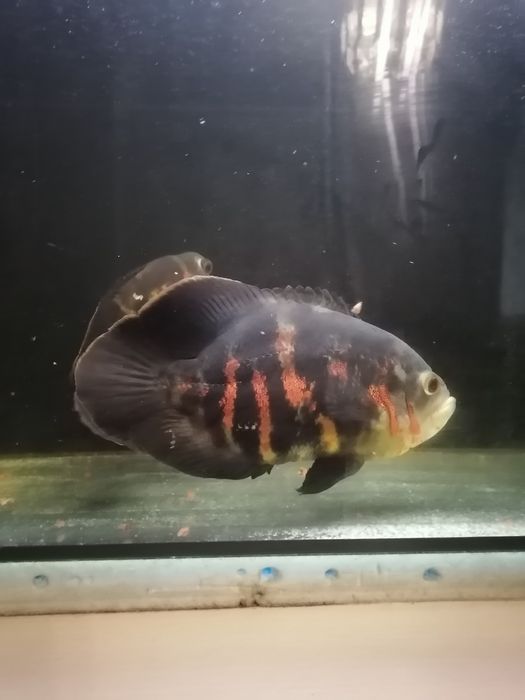 Продам аквариум с рыбами