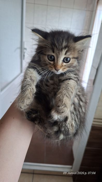 кошеня у добрі руки