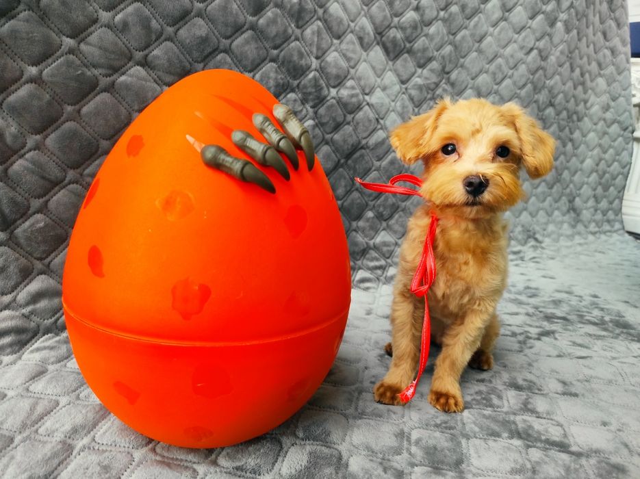 Мальтіпу хлопчик