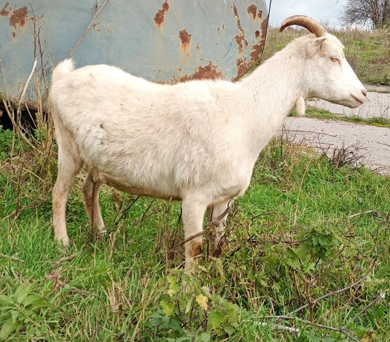 Ламанча (коротковуха) ярка та кітна