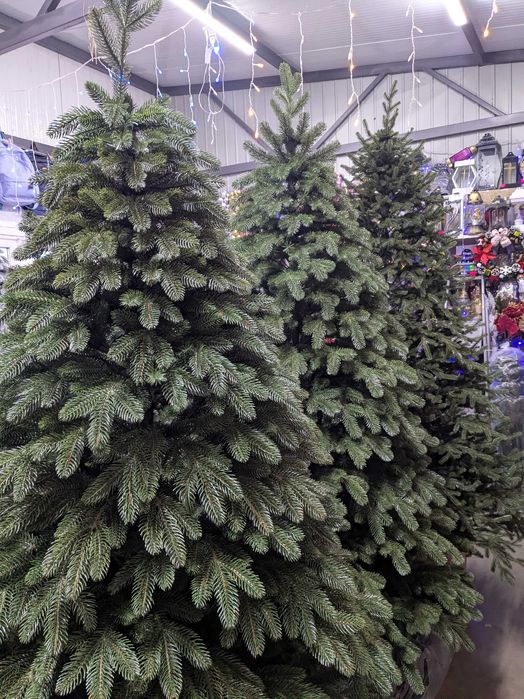 Лита ялинка Королівська