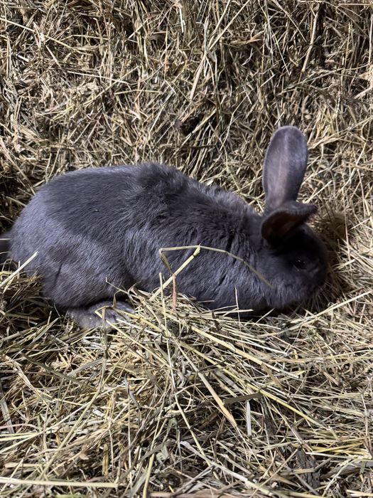 Продам короля хорошого