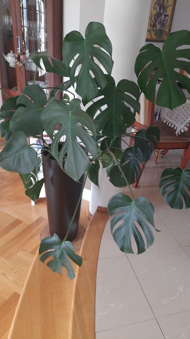 Duzy kwiat monstera