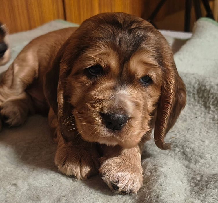 Cocker spaniel angielski- wszystkie zarezerwowane
