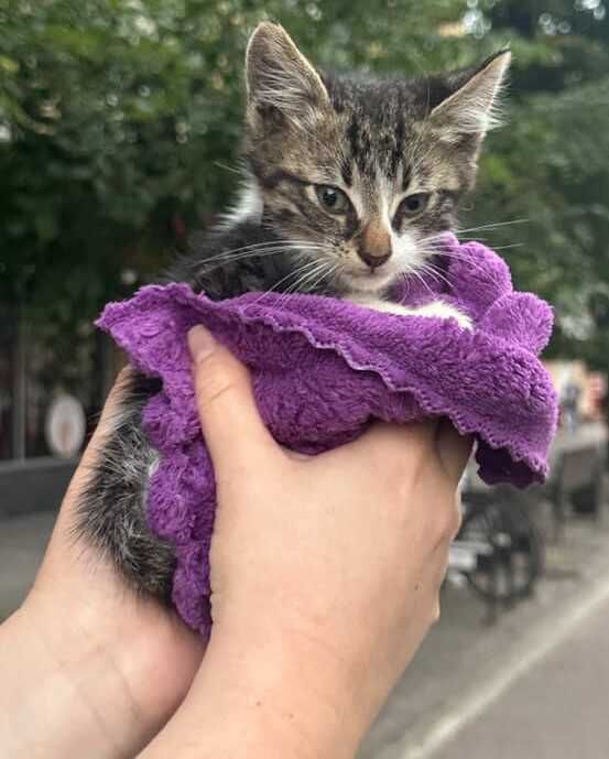 Котик шукає перетримку/дім Івано-Франківськ