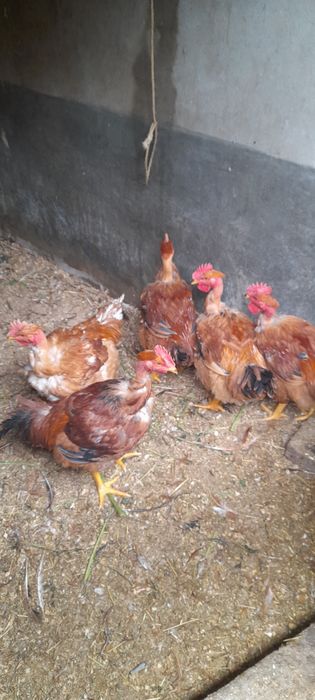 Frangos-Galos caseiros.