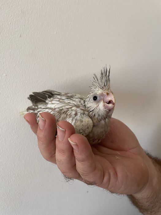 Varios caturras, incluindo casais