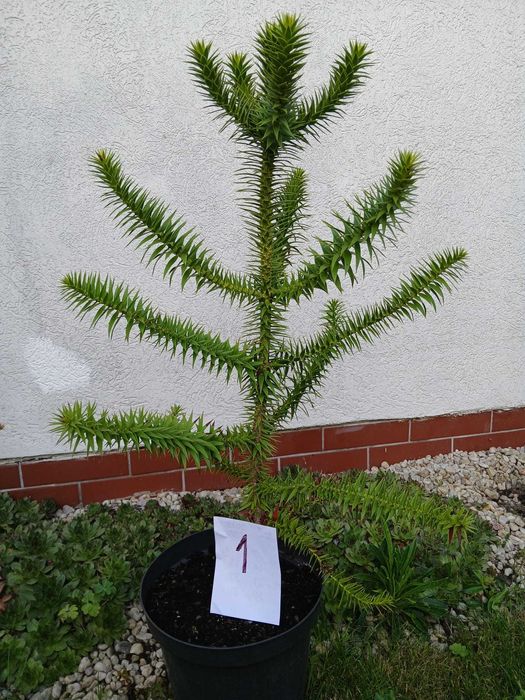 Araukaria Chilijska tzw Małpie Drzewo 70 cm