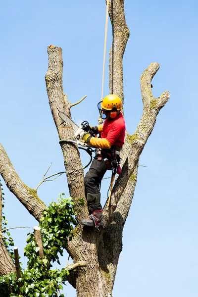 Професійний догляд за ділянками спилювання дерев благоустрій Бориспіль