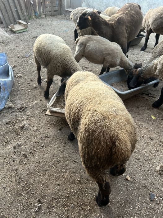 Animal de quinta