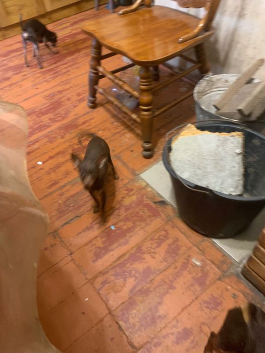 Дівчинка той  тер‘єр.