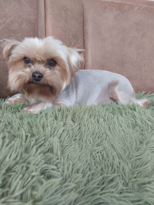 Дівчинка йорка 5 років