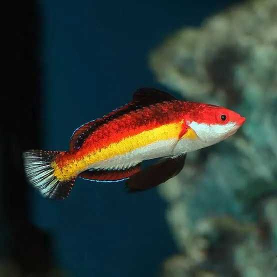 Cirrhilabrus naokoae samiec (M) – wargacz ryba morska Kingdom of Corals