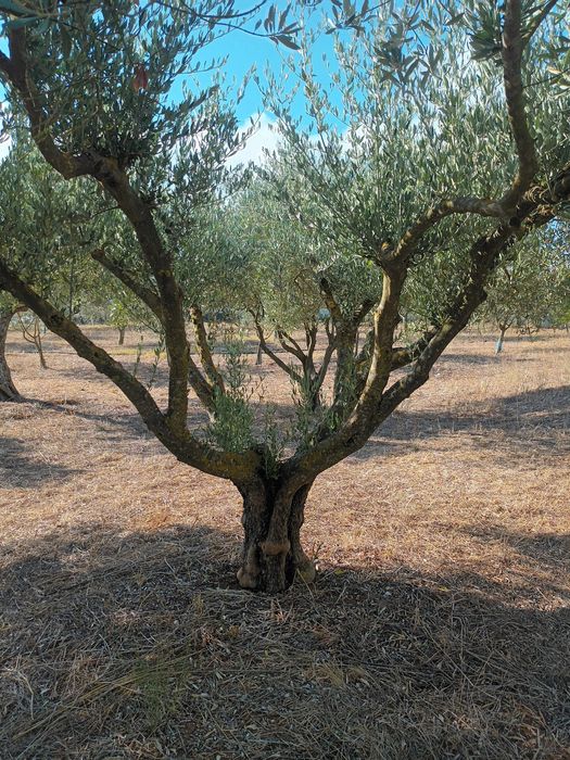 Oliveiras para transplantar ou jardim