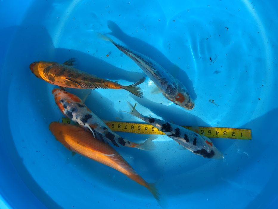 Ryby ozdobne Murowaniec- Karp koi, karaś, amur, jesiotr