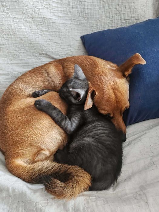 Twoje serce bije mocniej? Adoptuj 10-tygodniowego malucha Teo!