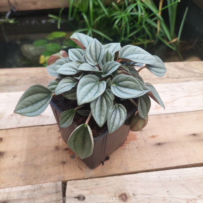 Plantas para terrarios