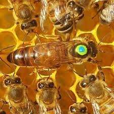 Matki pszczele, pszczoły